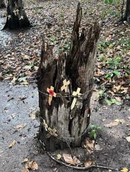 War damaged Tree 1
