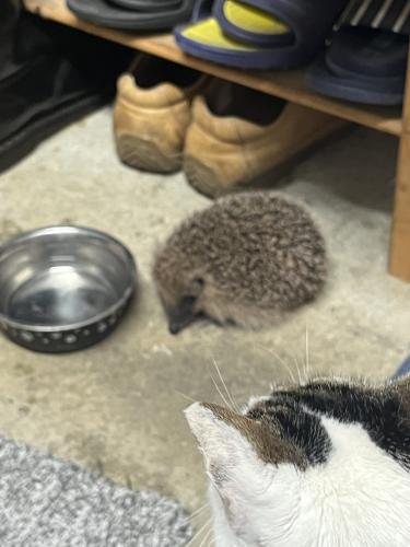The cat & hedgehog